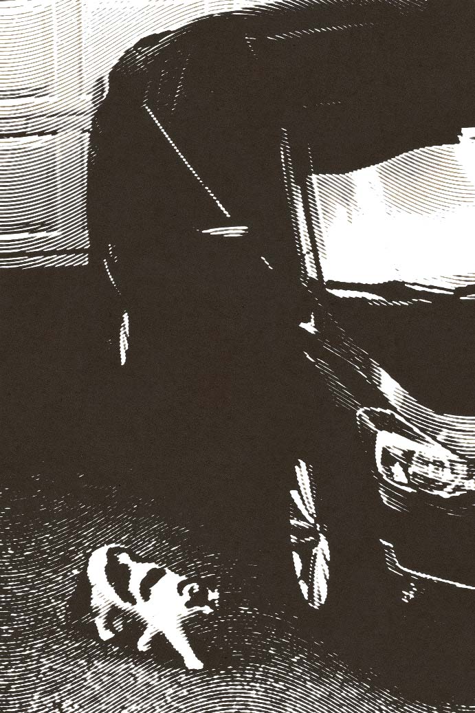 it's a cat it's a car